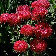 Насіння однорічної айстри «Гранат» 0,2 г