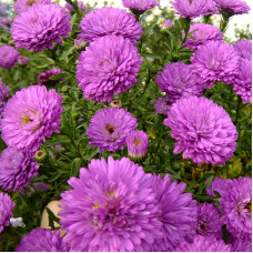 Насіння однорічної айстри «Індра» 0,3 г