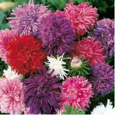 Насіння однорічної айстри «Королева ринку» 0,3 г