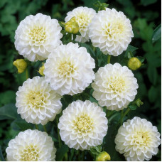 Насіння однорічної айстри «Красуня Тянь-Шаню» 0,3 г