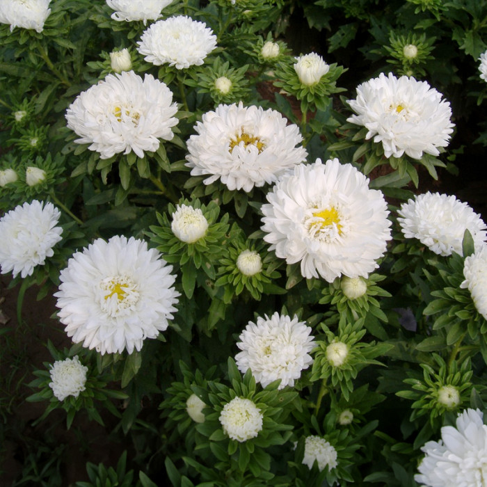 Насіння однорічної айстри «Красуня Тянь-Шаню» 0,3 г