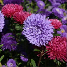 Насіння однорічної айстри «Крестела-mix» 0,3 г