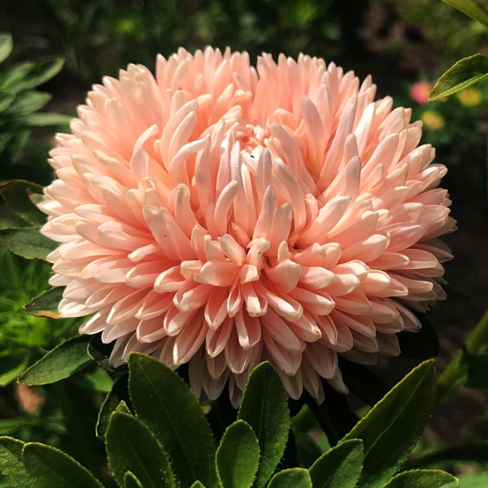 Насіння однорічної айстри «Крестела-mix» 0,3 г