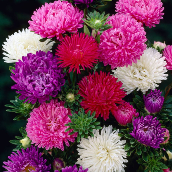 Насіння однорічної айстри «Крестела-mix» 0,3 г