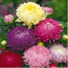 Насіння однорічної айстри «Маленька королева» 0,3 г