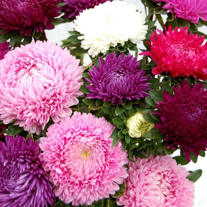 Насіння однорічної айстри «Маленька королева» 0,3 г