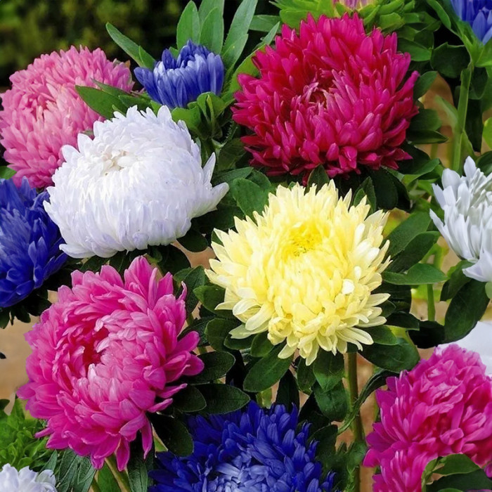 Насіння однорічної айстри «Маленька королева» 0,3 г