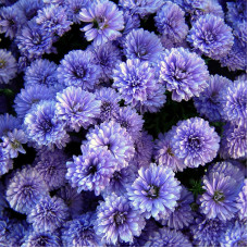 Насіння однорічної айстри «Океан бажань» 0,3 г