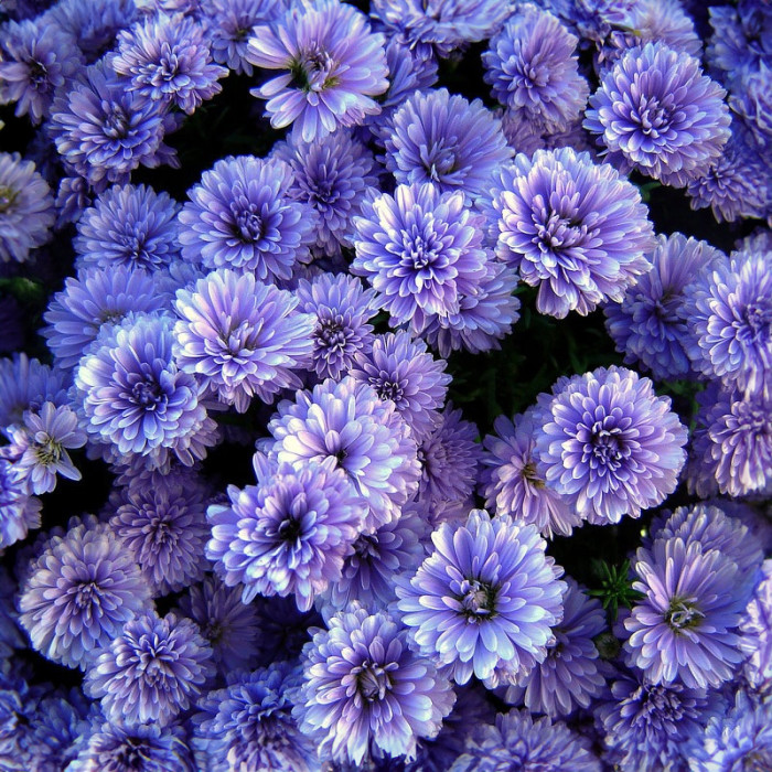 Насіння однорічної айстри «Океан бажань» 0,3 г