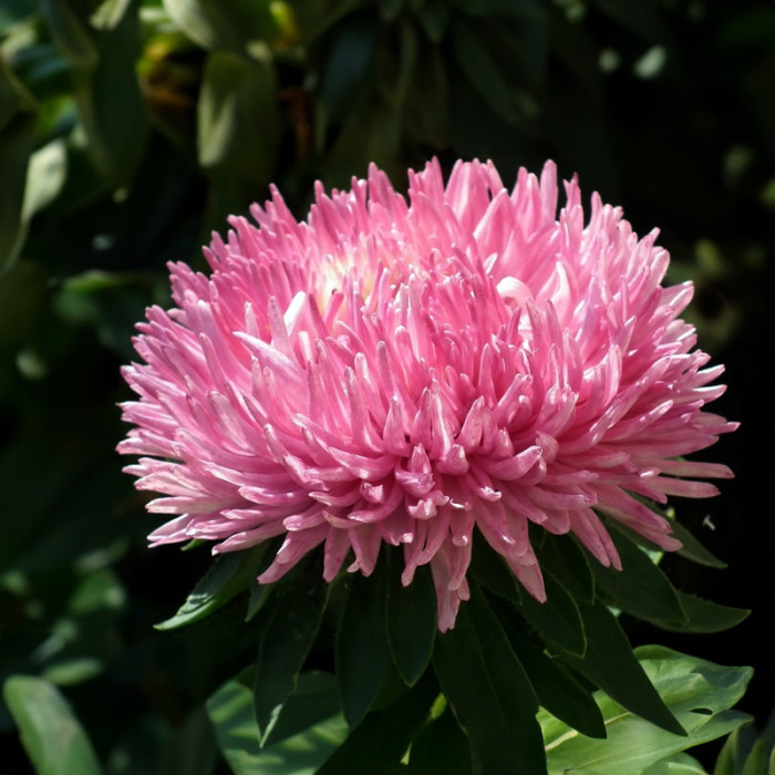 Насіння однорічної айстри «Океан бажань» 0,3 г