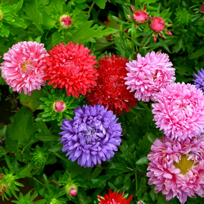 Насіння однорічної айстри «Океан бажань» 0,3 г