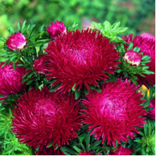 Насіння однорічної айстри «Опал Фойєр» 0,3 г