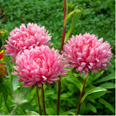 Насіння однорічної айстри «Роза Турм» 0,3 г