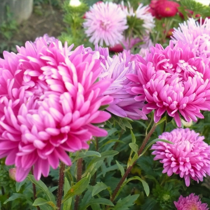 Насіння однорічної айстри «Роза Турм» 0,3 г