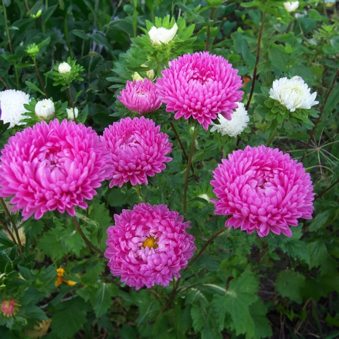 Насіння однорічної айстри «Роза Турм» 0,3 г