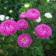 Насіння однорічної айстри «Роза Турм» 0,3 г