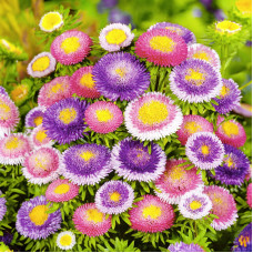 Насіння однорічної айстри «Скарби Монтесуми» 0,3 г