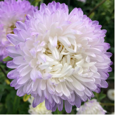 Насіння однорічної айстри «Софія» 0,3 г