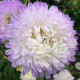 Насіння однорічної айстри «Софія» 0,3 г