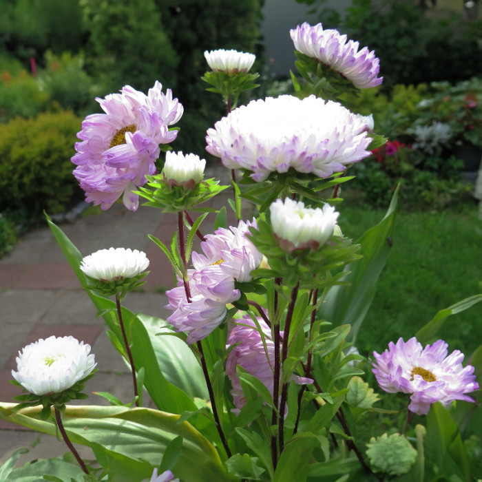 Насіння однорічної айстри «Софія» 0,3 г