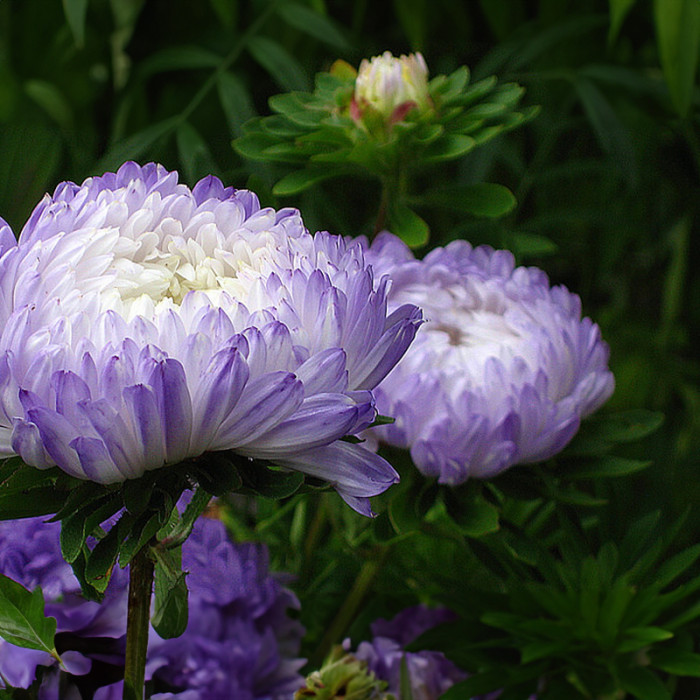 Насіння однорічної айстри «Софія» 0,3 г