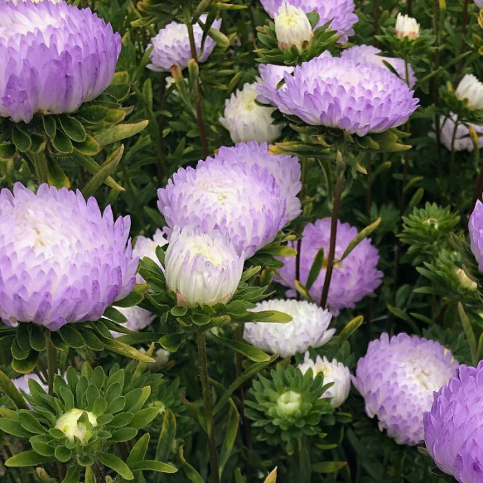 Насіння однорічної айстри «Софія» 0,3 г