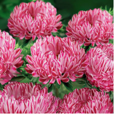 Насіння однорічної айстри «Сива Дама» червона 0,3 г