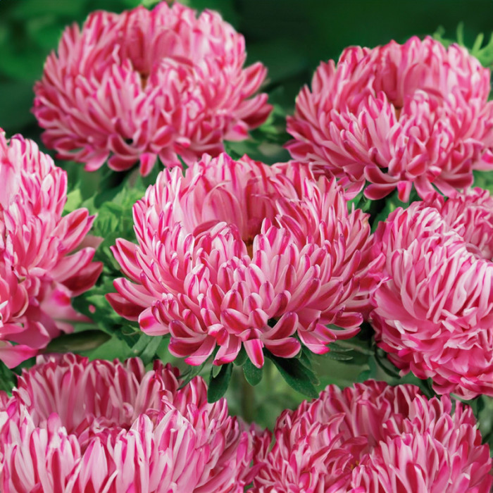 Насіння однорічної айстри «Сива Дама» червона 0,3 г