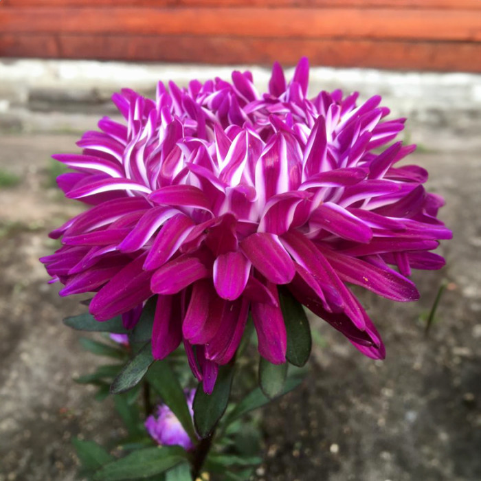 Насіння однорічної айстри «Сива Дама» червона 0,3 г