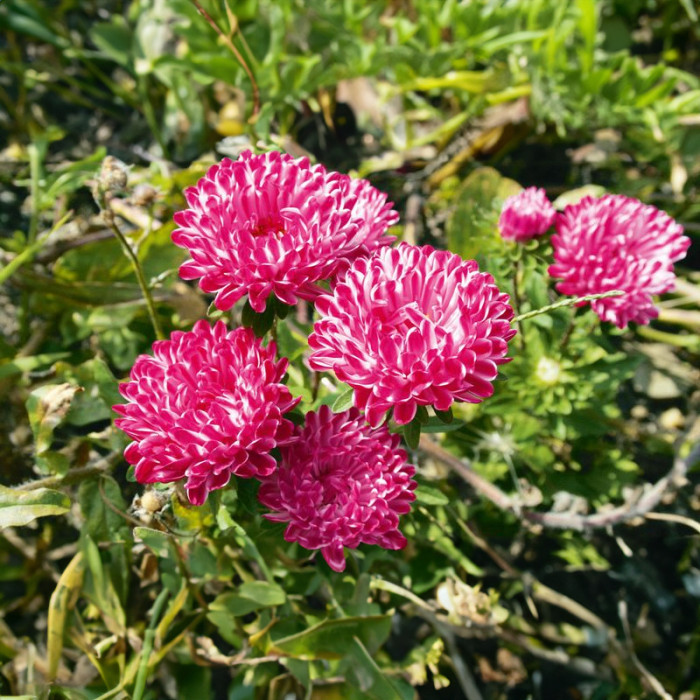 Насіння однорічної айстри «Сива Дама» червона 0,3 г