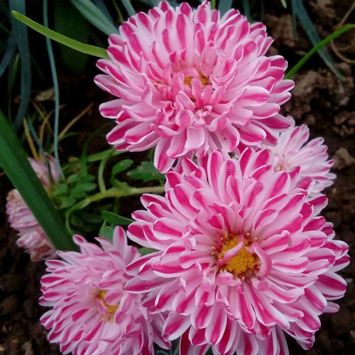 Насіння однорічної айстри «Сива Дама» червона 0,3 г