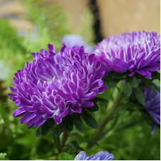 Насіння однорічної айстри «Сива Дама» синя 0,3 г