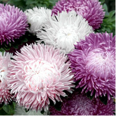 Насіння однорічної айстри «Випускниця» 0,3 г