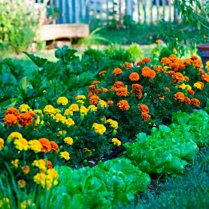 Насіння чорнобривців «Чемпіон»