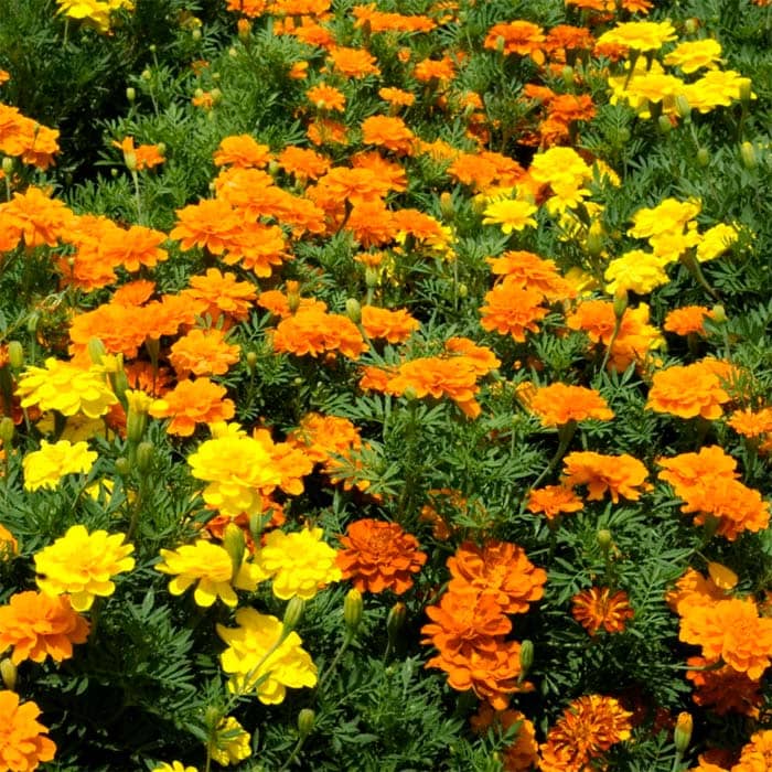 Насіння чорнобривців «Чемпіон»