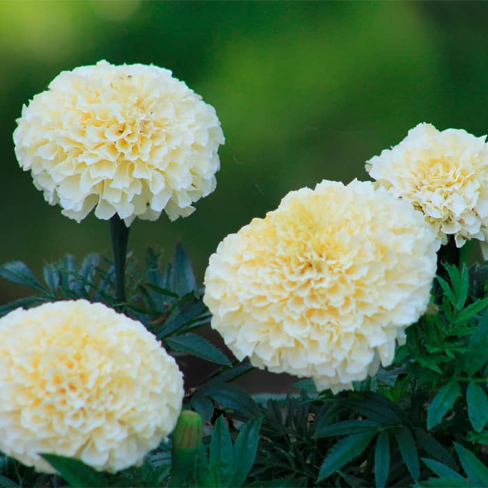 Насіння чорнобривців «Ескімо»