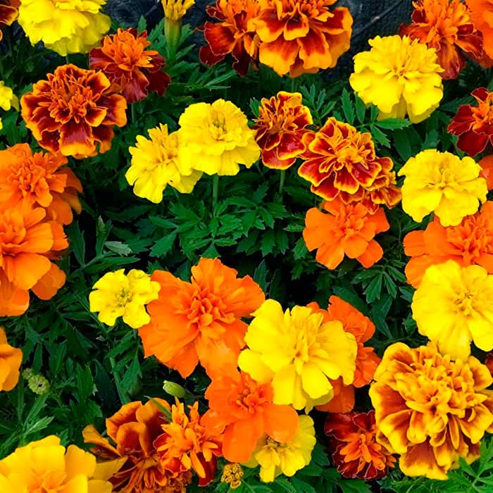 Насіння чорнобривців «Феєрверк»