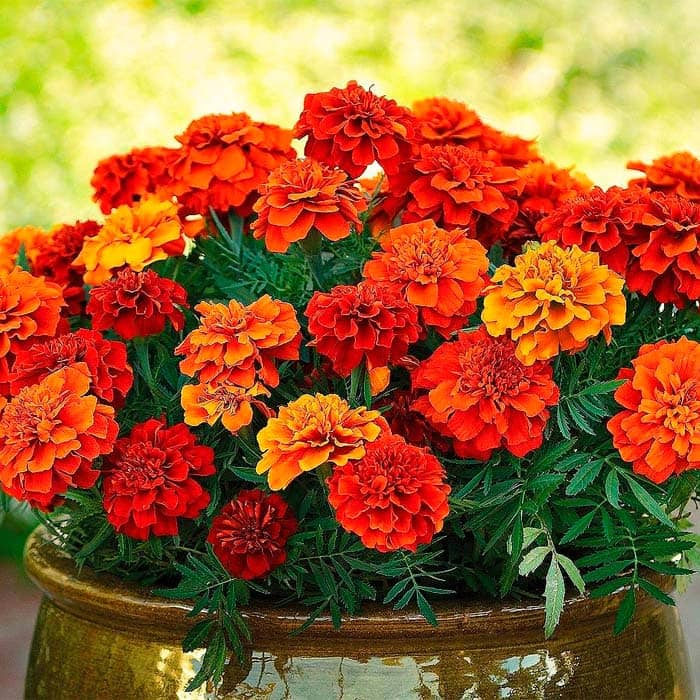 Насіння чорнобривців «Феєрверк»