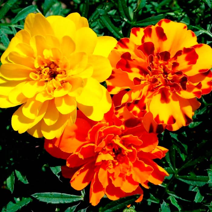 Насіння чорнобривців «Феєрверк»