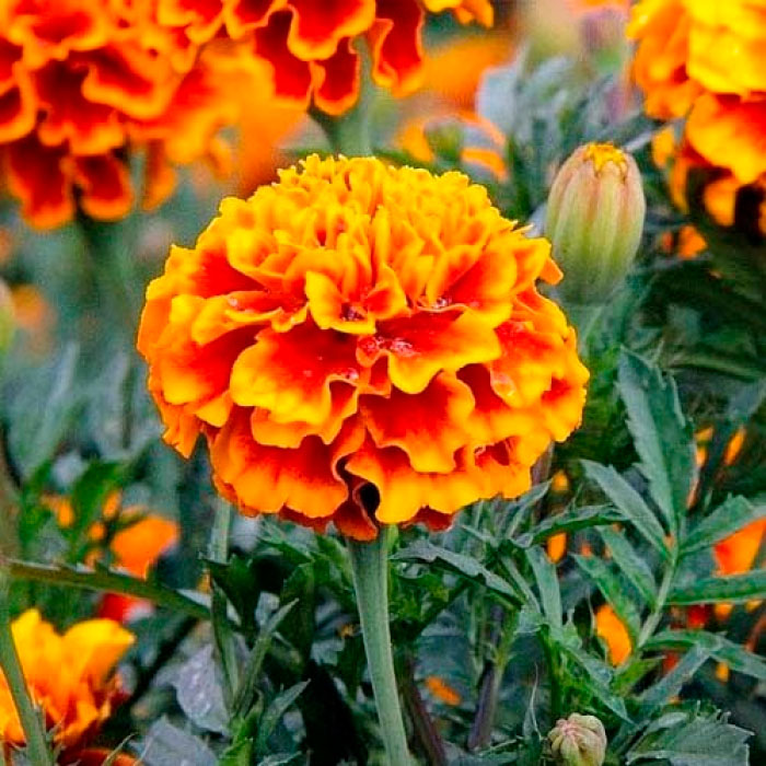 Насіння чорнобривців «Гігант біколор»