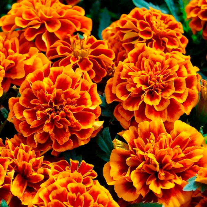 Насіння чорнобривців «Гігант біколор»