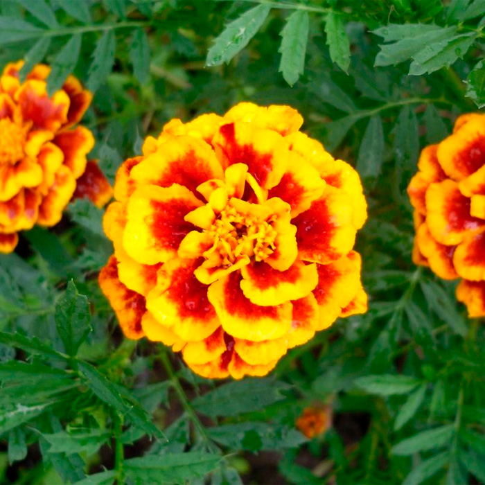 Насіння чорнобривців «Гігант біколор»