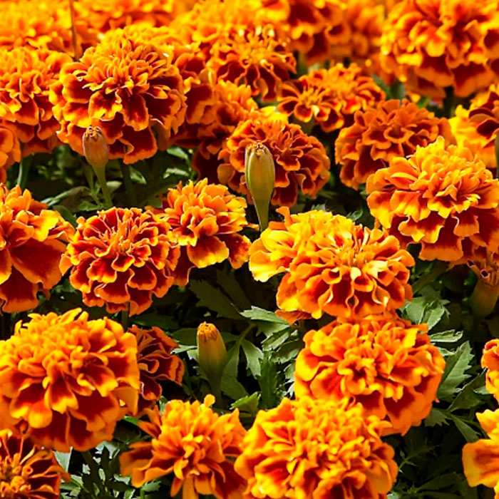 Насіння чорнобривців «Гігант біколор»