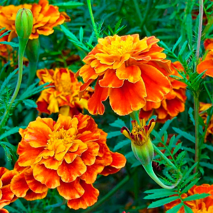 Насіння чорнобривців «Гігант біколор»