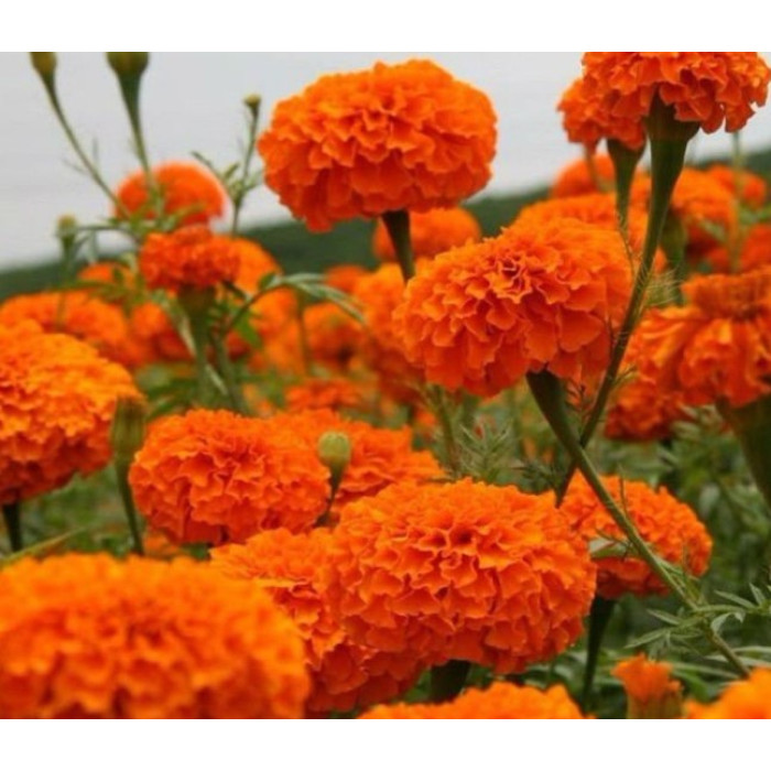 Насіння однорічних чорнобривців «Гаваї» 0,5 г