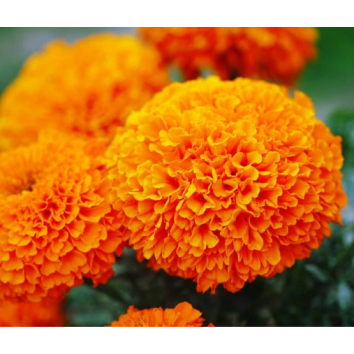 Насіння однорічних чорнобривців «Гаваї» 0,5 г