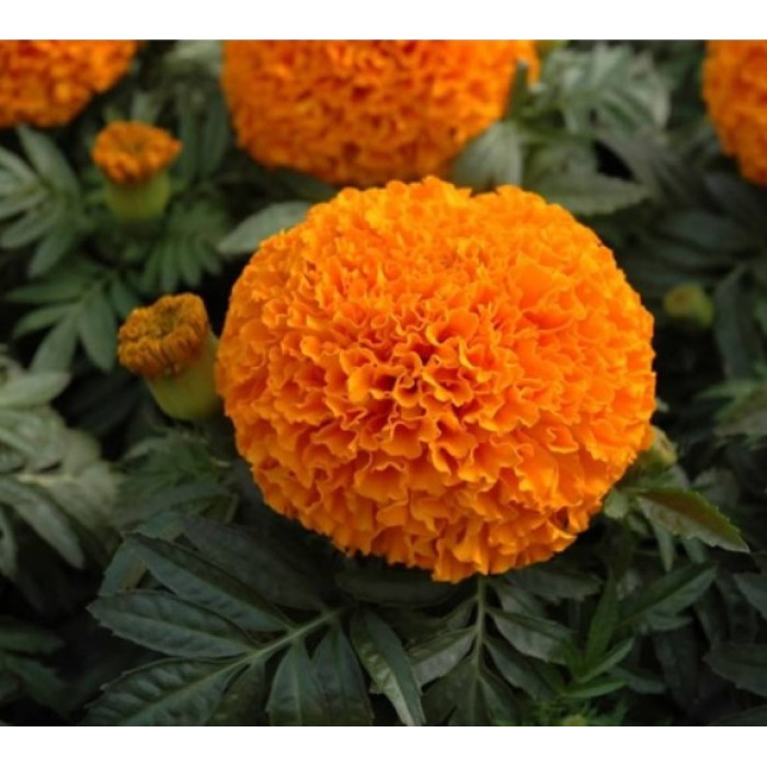 Насіння однорічних чорнобривців «Гаваї» 0,5 г