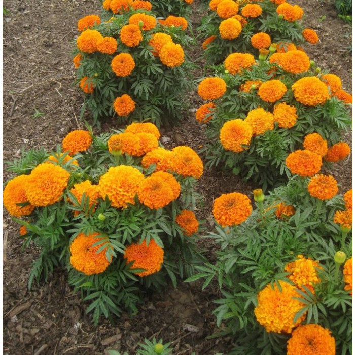 Насіння однорічних чорнобривців «Гаваї» 0,5 г