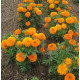 Насіння однорічних чорнобривців «Гаваї» 0,5 г