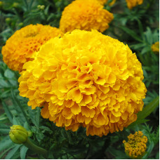 Насіння однорічних чорнобривців «Купідон-mix» 0,2 г